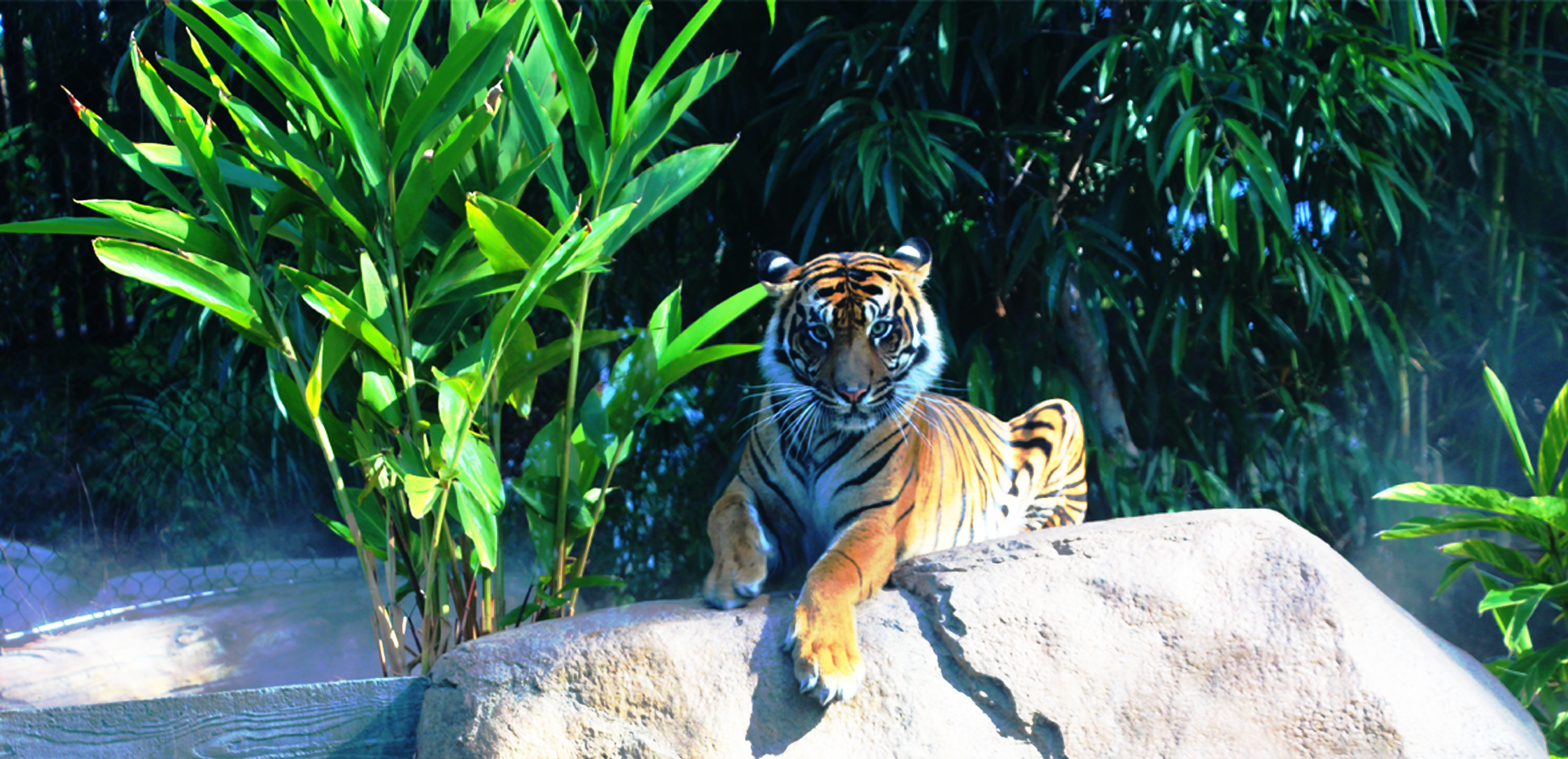 San Diego Zoo, Tiger Trail at the Safari Park